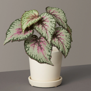 Бегония королевская